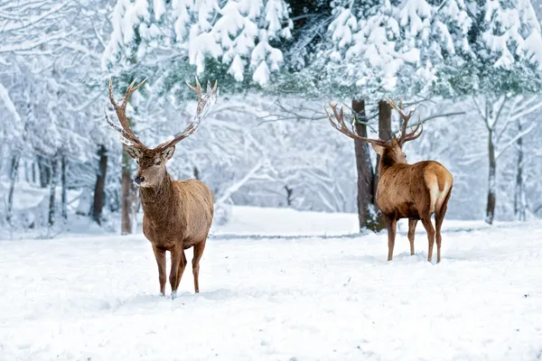 Deer Valley